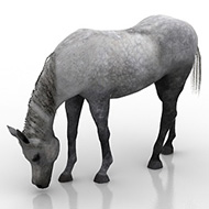 Horse Grazing